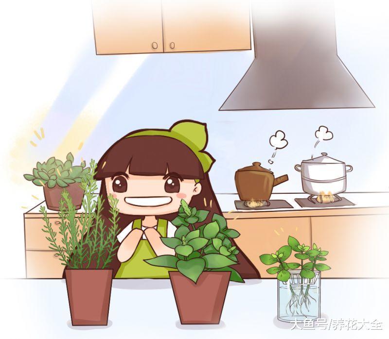 现在养一盆这种花, 还能拿来泡水喝, 真的很划算!