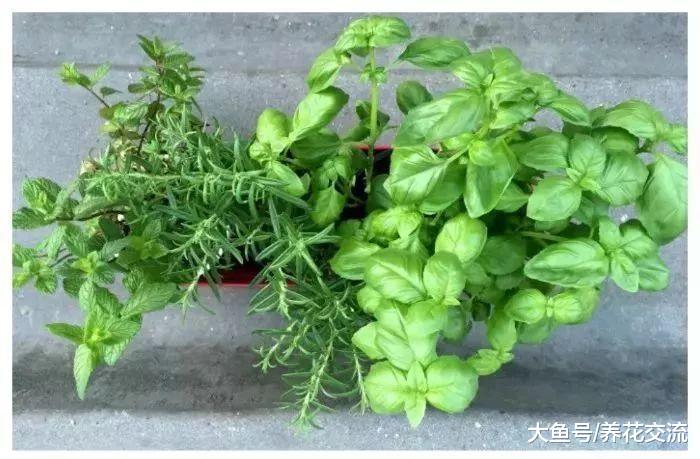 这些草药可以养在室内作为盆栽观赏, 还能成为厨房菜肴