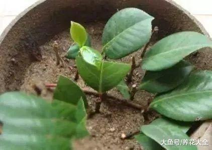 扦插不生根? 那就加点这个, 没想到根芽一起出来了!