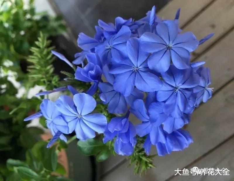 夏季养花就选这15种, 简单好养, 帮你过一个凉快的夏天!