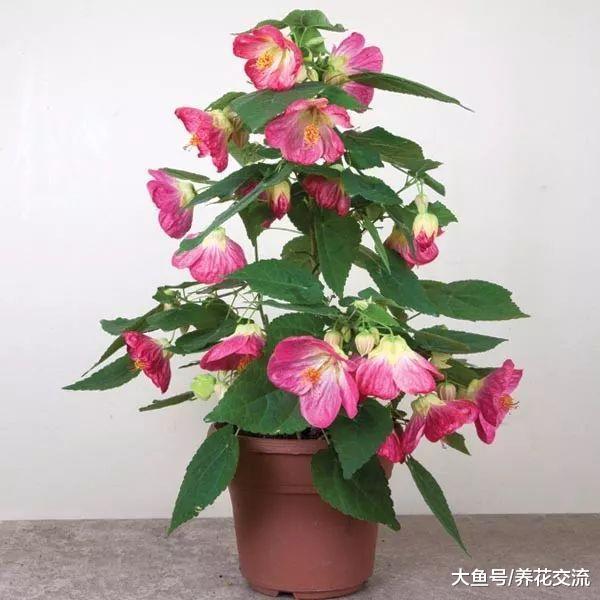 比较老式的室内盆栽观赏植物, 这些植物摆在客厅老人家会很喜欢