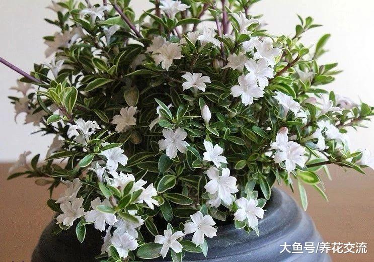 这些植物可以去除家里的臭味, 天然的空气清新剂