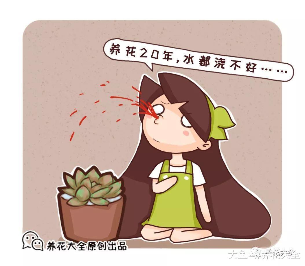 多肉越养越小? 那是你没浇对水, 赶紧看看解决方法吧!