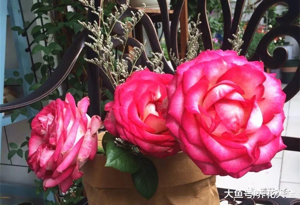 这99种月季, 随便挑一种, 就能打造一个花园!