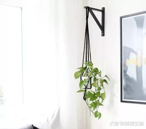 9种清新的室内盆栽观赏植物, 搭配现代家居就很适合