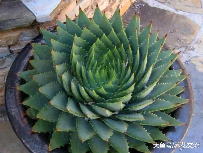 芦荟女王用这些技巧就能在盆栽里养得很好, 还能开出鲜艳的花朵