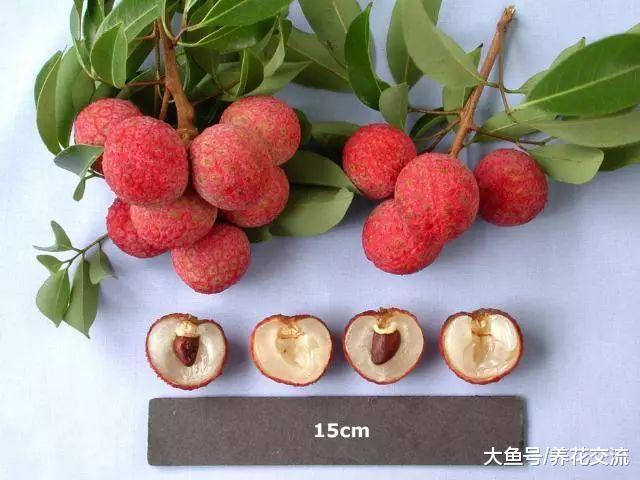 夏季用吃剩的荔枝果核养成室内清新靓丽的盆栽, 直接丢土里就行了