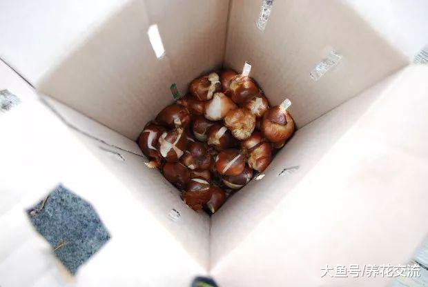 春天正开花灿烂的几种球茎花卉, 适合种院子和盆栽的开花植物