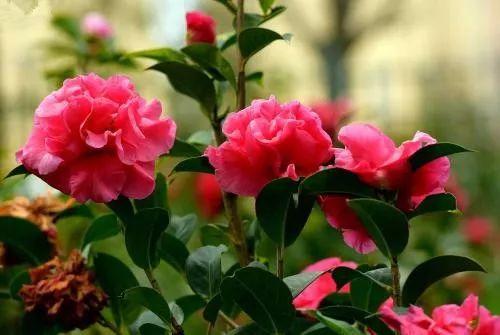 好养到哭泣的山茶花, 还有人养不好吗? 赶紧查看最全攻略!