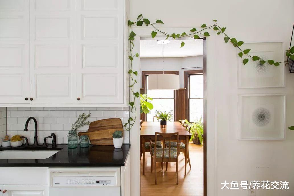 这种可以在室内爬满墙的植物特别好养, 养护方法介绍都是多余的
