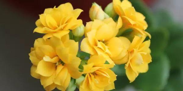总是发愁怎么还不开花? 你不懂花花需要什么, 花儿也愁怎么开!