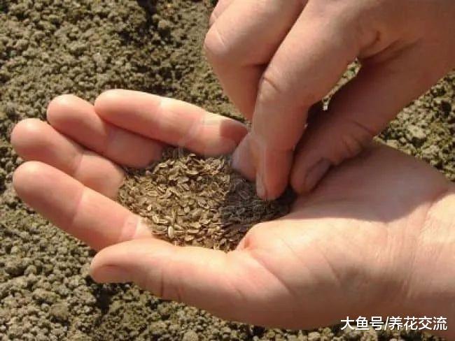 盆栽的莳萝长得特别旺盛, 叶子剪掉之后还能继续生长
