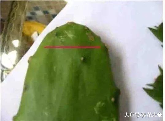 蟹爪兰这么嫁接, 一看就学会, 花量暴增不烂根!