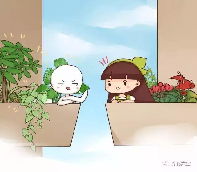 封闭阳台别浪费, 冬天养上这几盆, 天天逛花园!