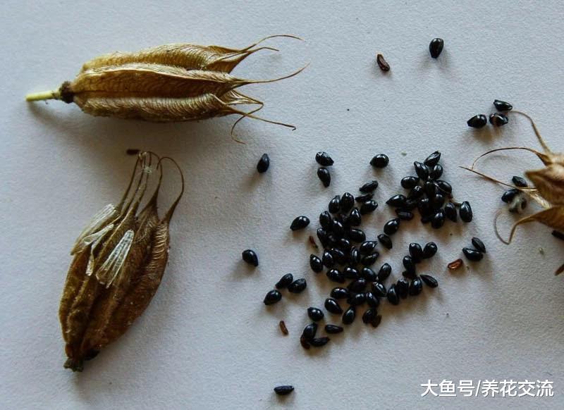 这些花在路边摘一些种子就能繁殖出来, 开花还特别灿烂