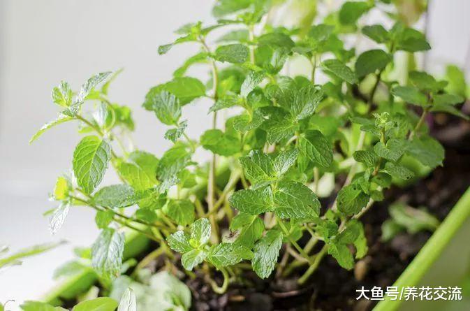 家里垂死的盆栽薄荷, 枝叶全部都枯萎了, 用这种方法轻松养满盆