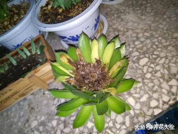 人的多肉在呼呼长, 你的却没动静? 别想了, 肯定烂根了!