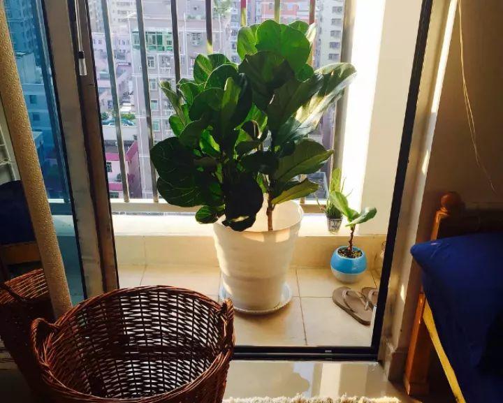 秋冬必养的“网红”花, 1个房间摆1盆, 高端大气上档次!