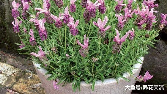 四五月开花非常旺盛的开花小灌木, 种在院子旁边最适合