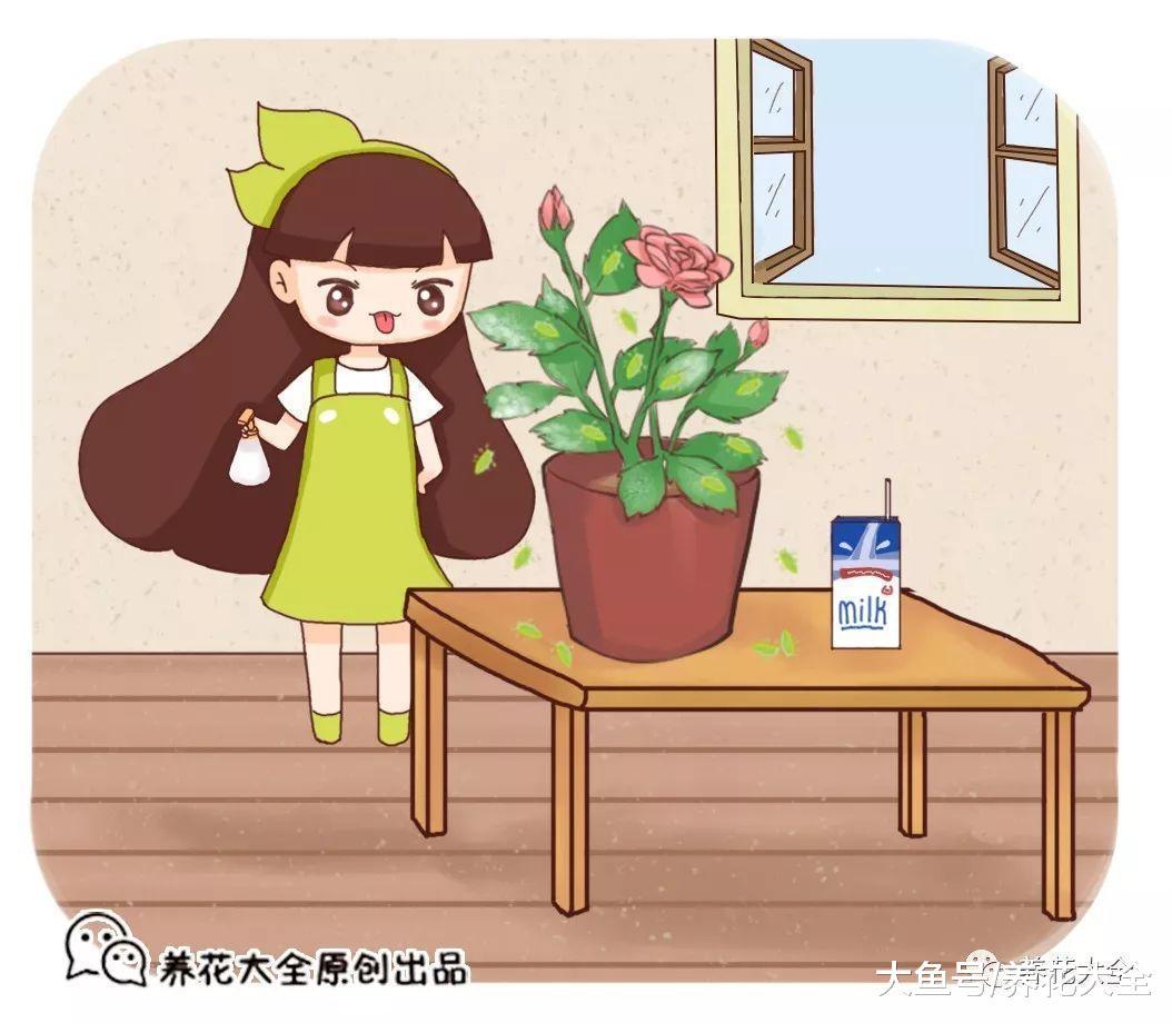 天热招虫? 给花喷点牛奶, 就是一层保护膜!