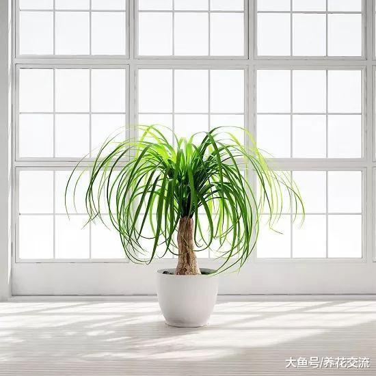 7种极其耐旱的盆栽植物, 几个月不管都能活得好好的