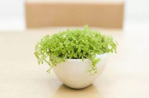 养花多年老司机说, 植物的这15个表现一定要及时处理!