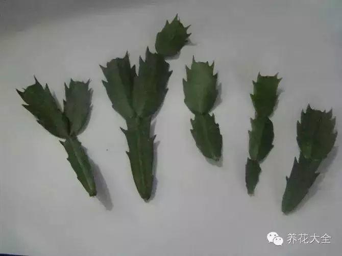 秋天砍1刀, 蟹爪兰开出5色花, 呼呼窜成大瀑布!