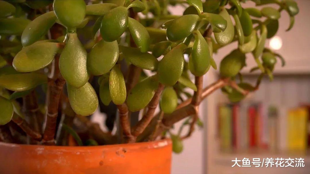 将玉树养成树状的盆景树, 没想要还能开满一树白色的小花