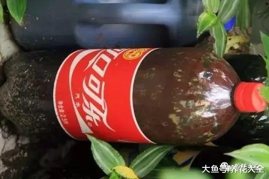 喂猪的东西, 拿来养多肉, 竟然肥得比拳头还大!