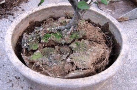 土壤硬的像“石头”? 浇水时候加上它, 蓬松柔软变“海绵”!