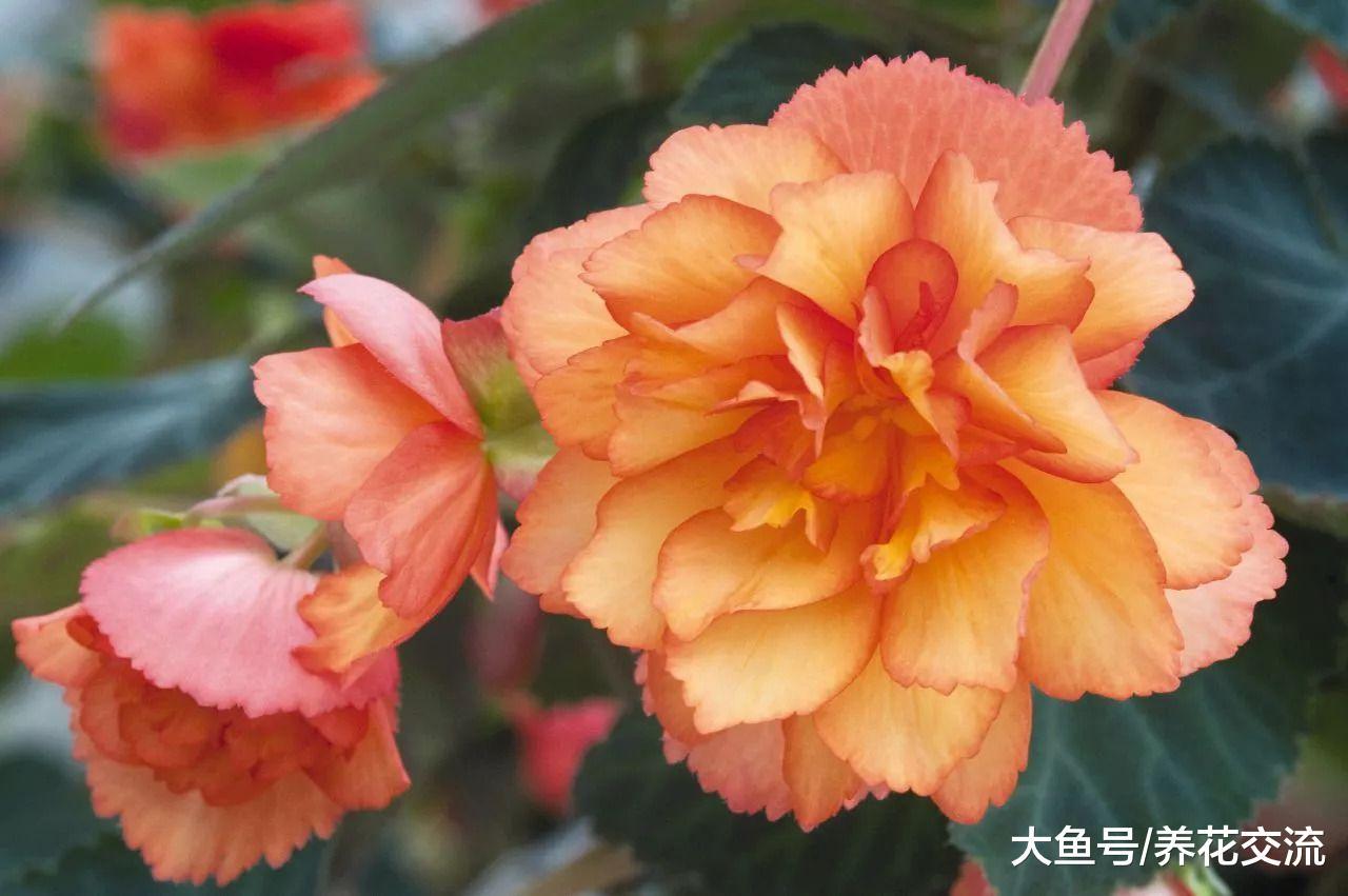 秋海棠怎么养护才能连续不断开花呢?
