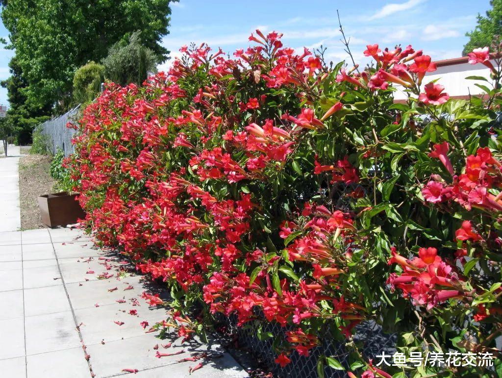 11种特别能吸引昆虫的开花植物, 养阳台上也能变靓丽盆栽