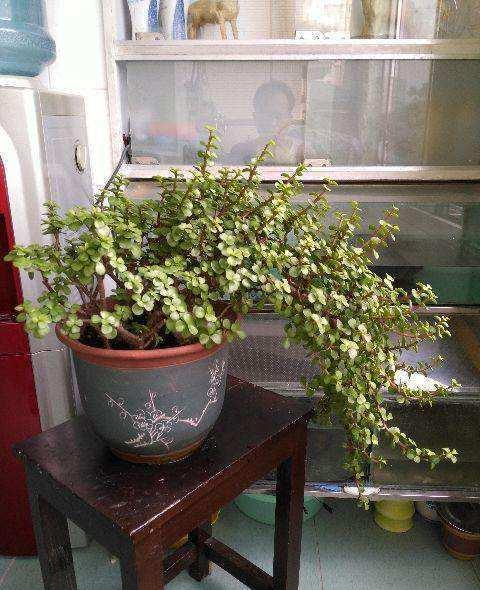 路边挖1棵马齿笕回家, 教你5招, 2年后能长成大盆景!