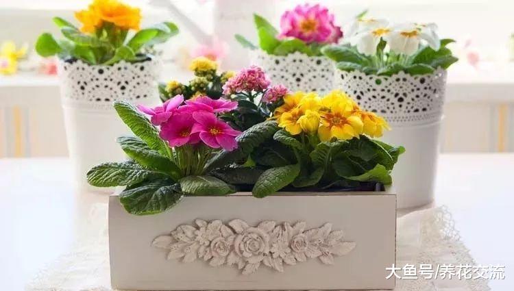 开花类的盆栽植物养在室内需要注意的8个技巧