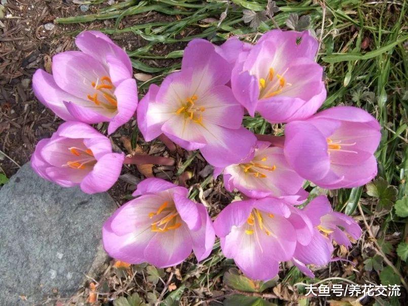 6种在春暖之后开花的球茎花卉, 开花特别优美