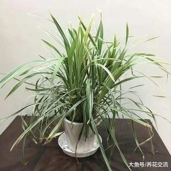室内养护的吊兰出现叶子干尖的状况, 不处理还容易造成叶黄、枯萎
