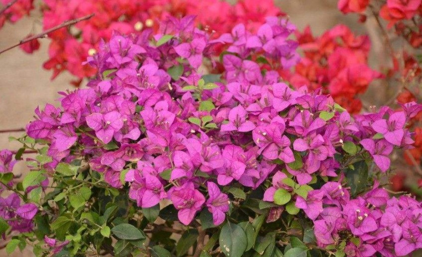 阳台种这“3种”花, 耐养香气扑鼻, 不小心养成一片“花海”!