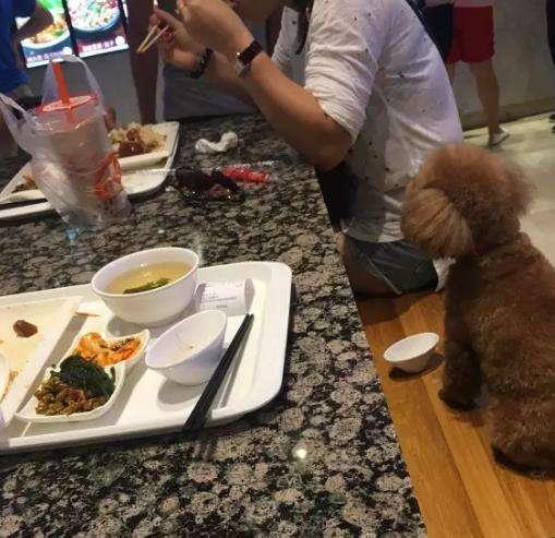 女子在饭店用碗给宠物喂食, 网友: 缺德!