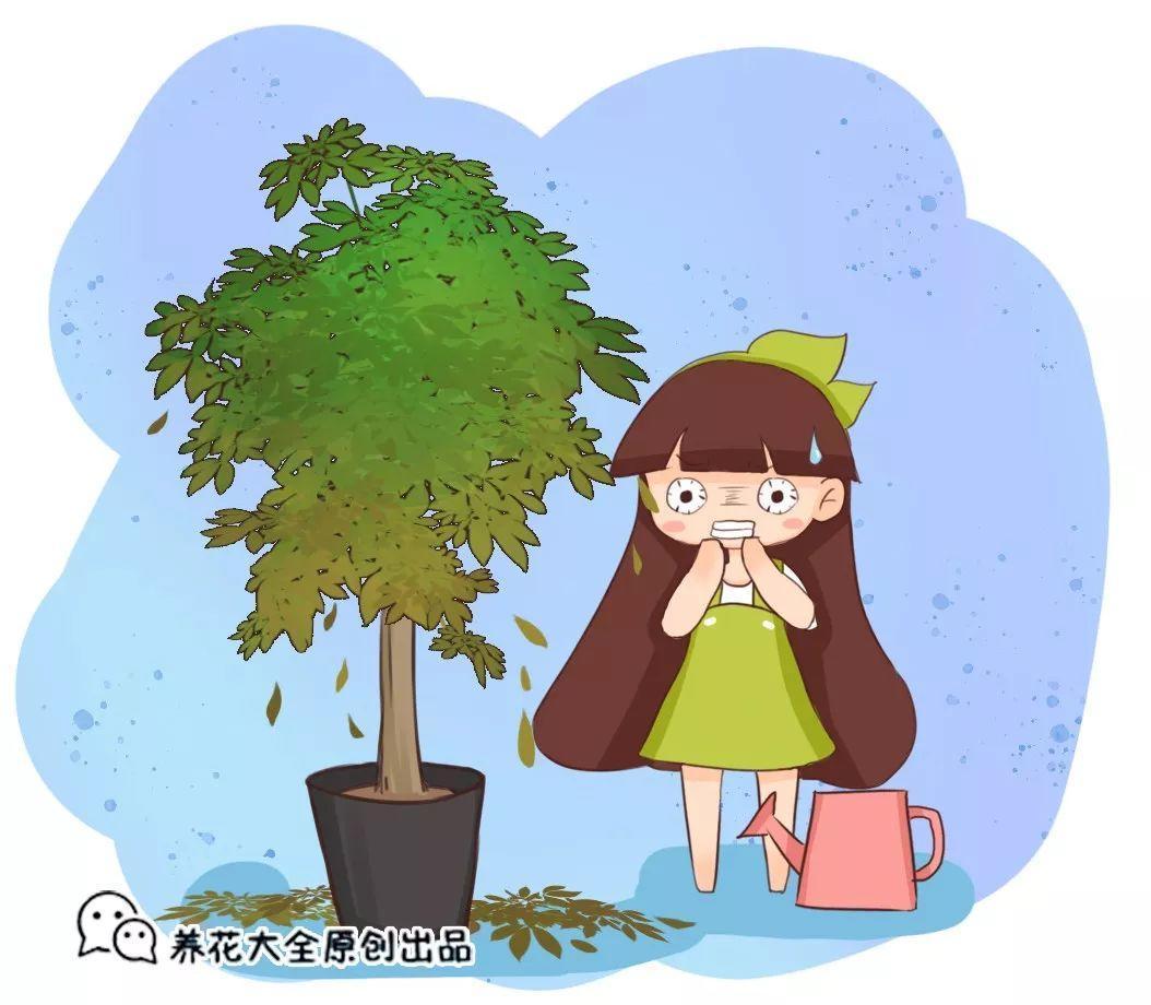 秋老虎来了, 做了这些傻事儿, 你的花立马死翘翘!