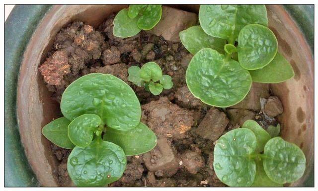 农村才有的抗癌野菜, 第三种女人吃了更是有意想不到的效果