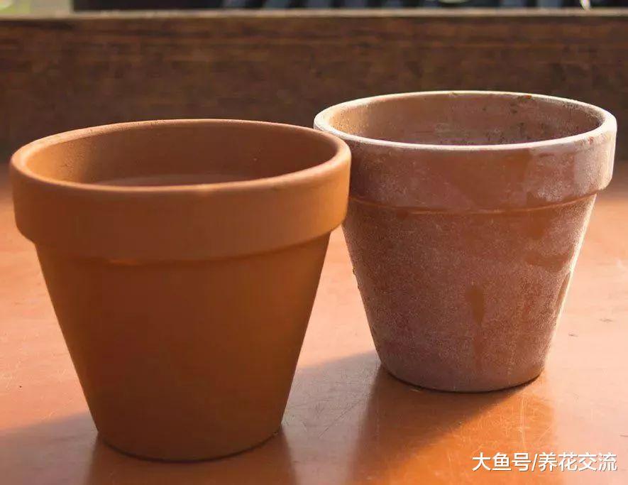 室内这样养盆栽植物才不会死, 10个老园丁都不一定掌握的技巧