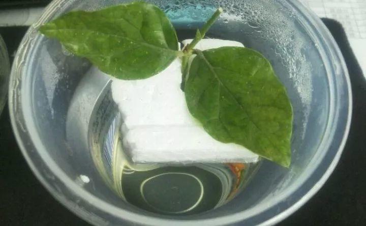 扦插的茉莉养不活? 给它套个塑料杯, 一个枝条长一盆!