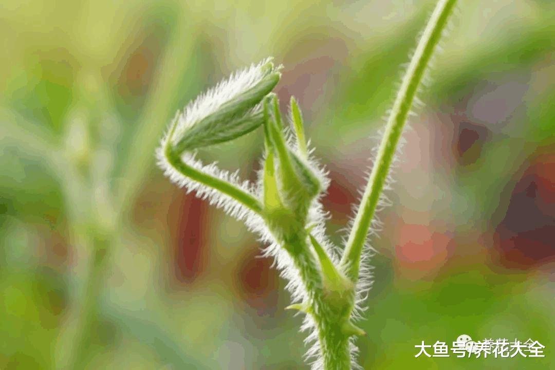 这花一碰就缩叶子, 家里有小孩的, 最适合养一盆了!