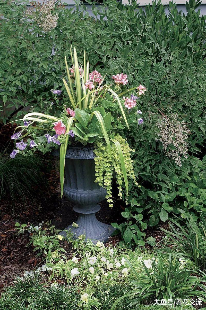 十种适合养花盆里非常耐寒的植物, 还能养成组合盆栽