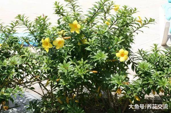 能够爬满整面墙的软枝黄蝉, 在夏秋季节能够保持不断开花