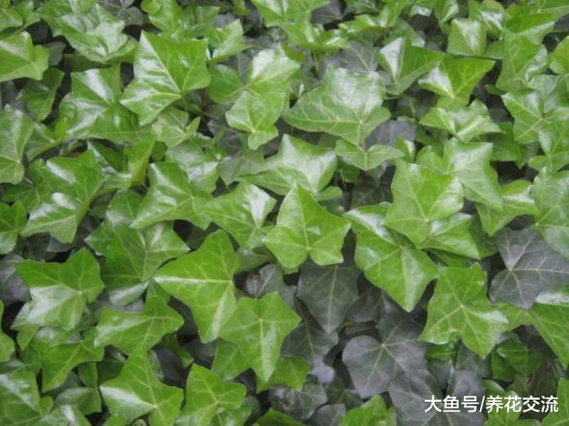 9种适合在秋季进行繁殖的植物, 都是室内常见的绿植