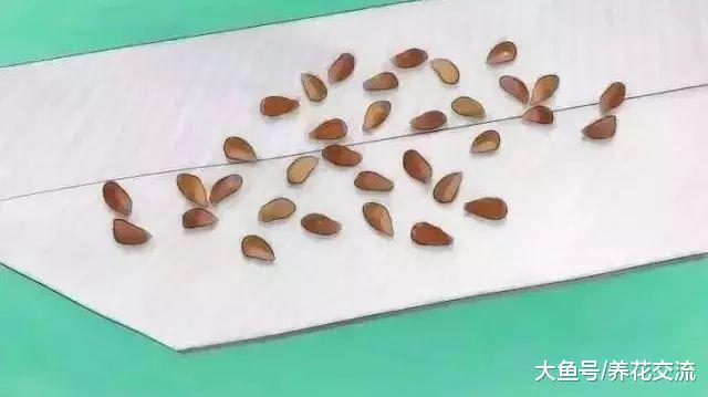 用种子就能繁殖出很多玫瑰和月季, 掌握这些方法就可以了
