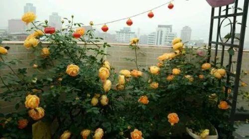我觉得你家阳台肯定缺少这些可以开成花墙的藤本月季, 四季开花不断!
