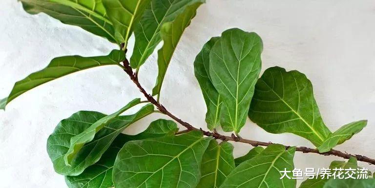 盆栽的琴叶榕叶子经常长黑斑, 很有可能是这5点没有做好