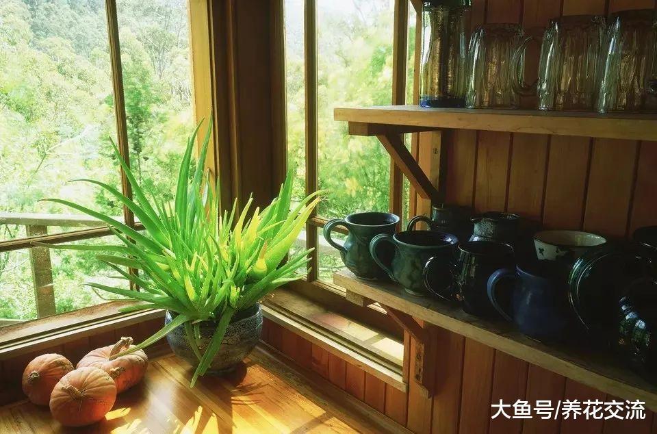 这些室内盆栽养半阴处很难生长, 在室外阳光充足的地方才能开花